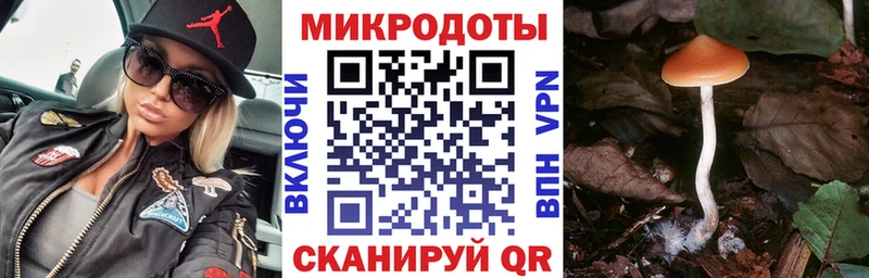 Купить где  Ладушкин  Псилоцибиновые грибы мицелий 